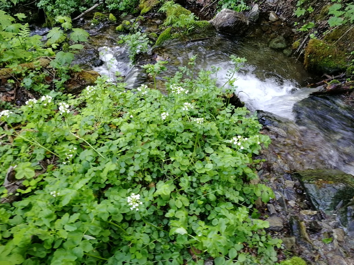 Image of Cardamine yezoensis specimen.