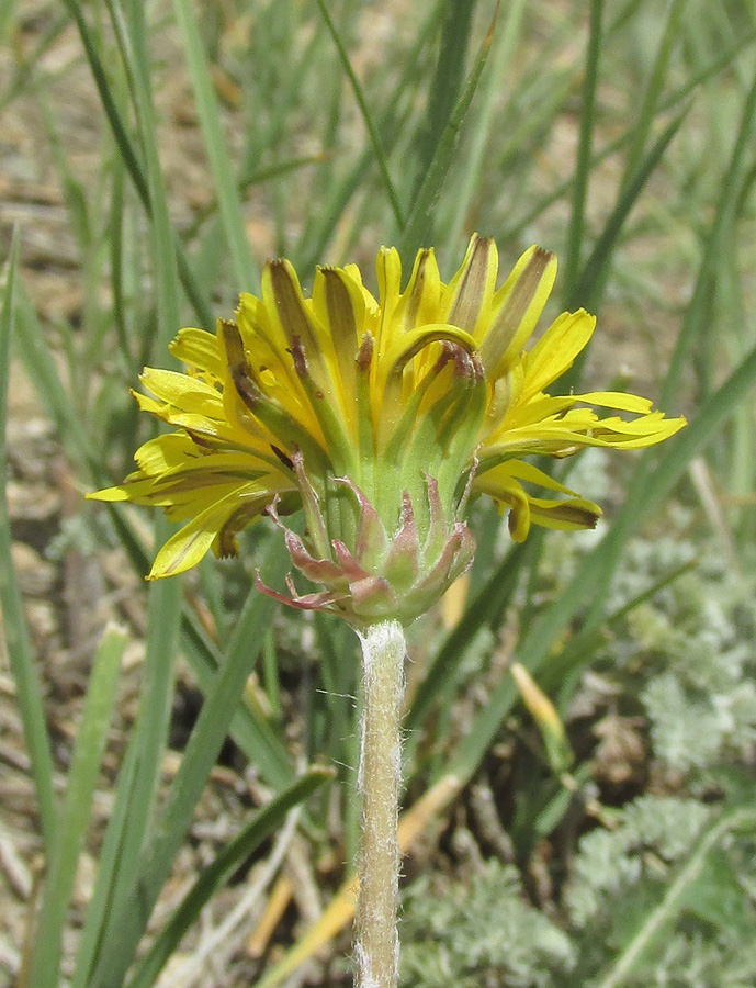 Изображение особи род Taraxacum.