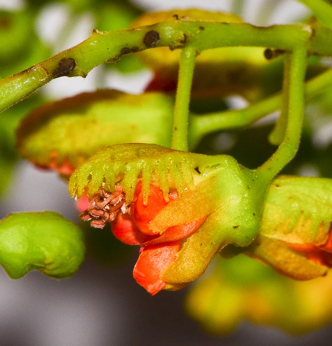 Изображение особи Caesalpinia spinosa.