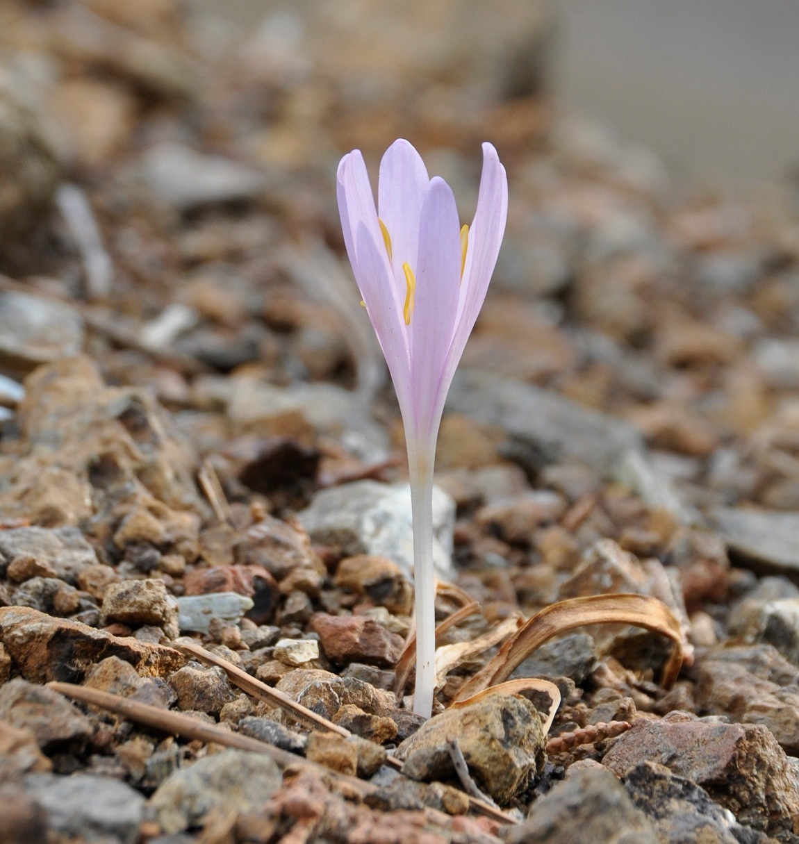 Image of Colchicum troodi specimen.