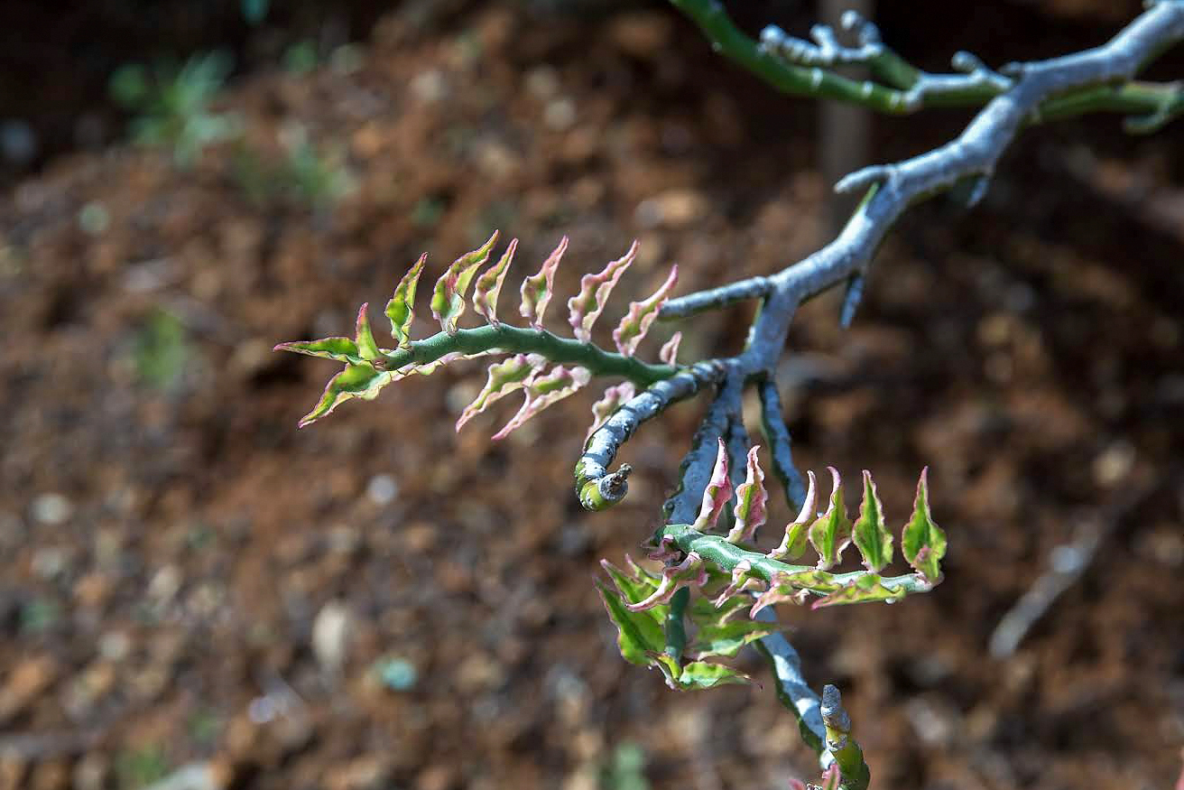 Image of Euphorbia tithymaloides specimen.