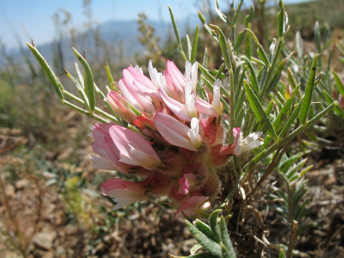 Image of Astragalus inaequalifolius specimen.