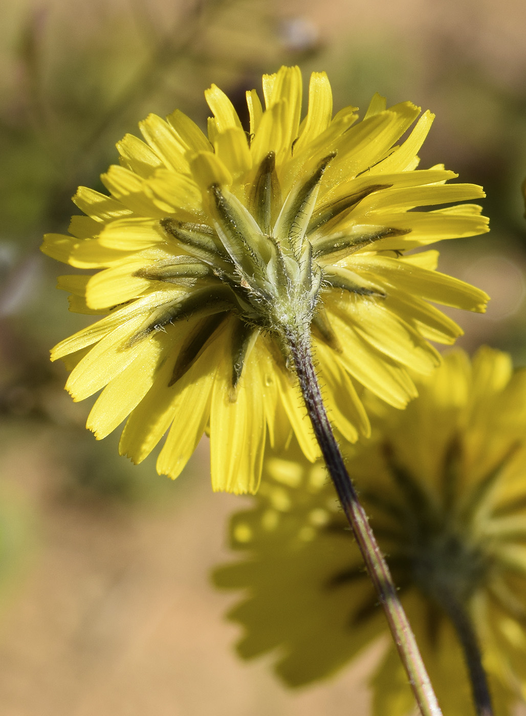 Image of Lagoseris sancta specimen.