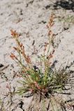 Rumex beringensis