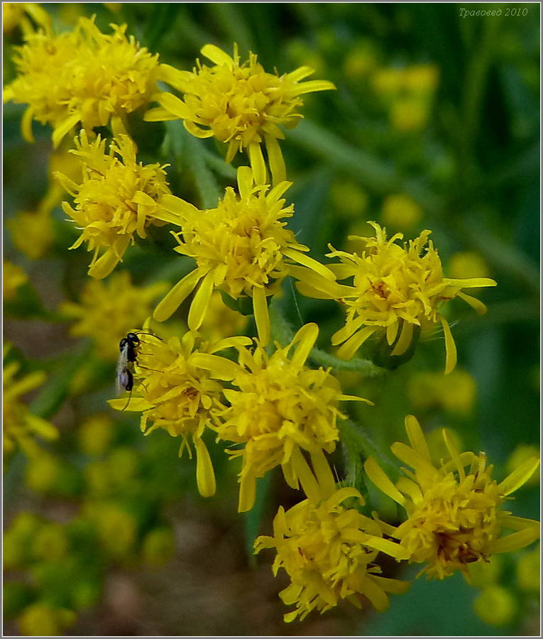 Image of Solidago gigantea specimen.