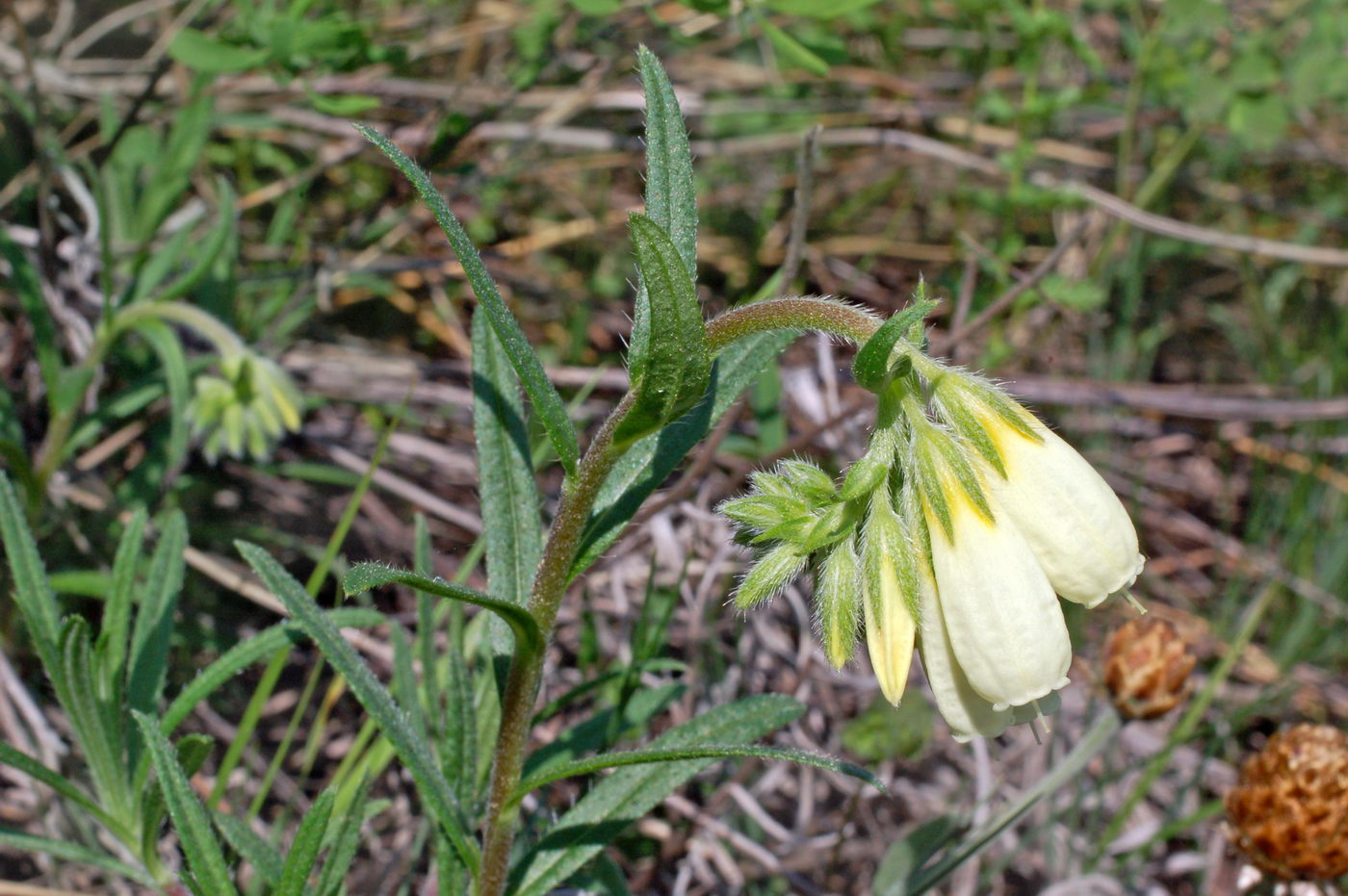 Изображение особи Onosma simplicissima.