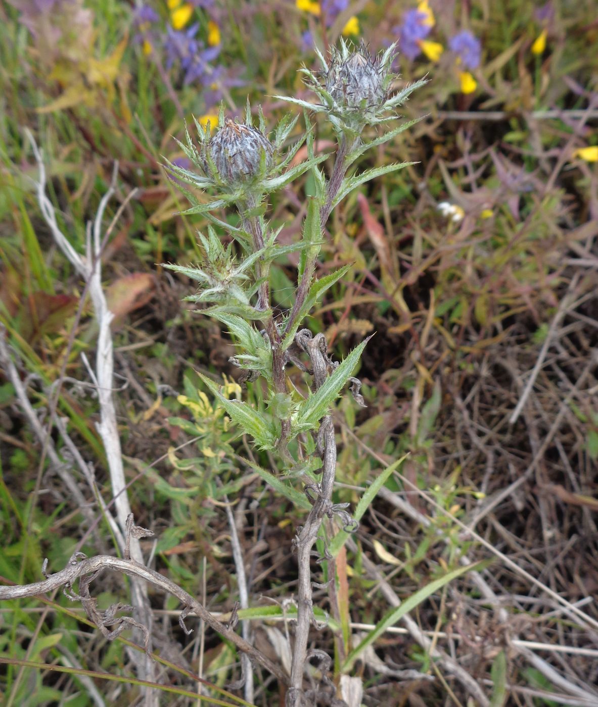 Image of Carlina fennica specimen.