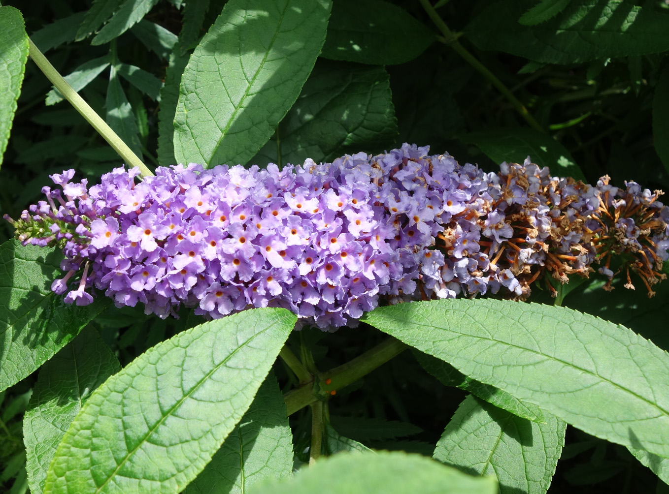 Image of Buddleja davidii specimen.