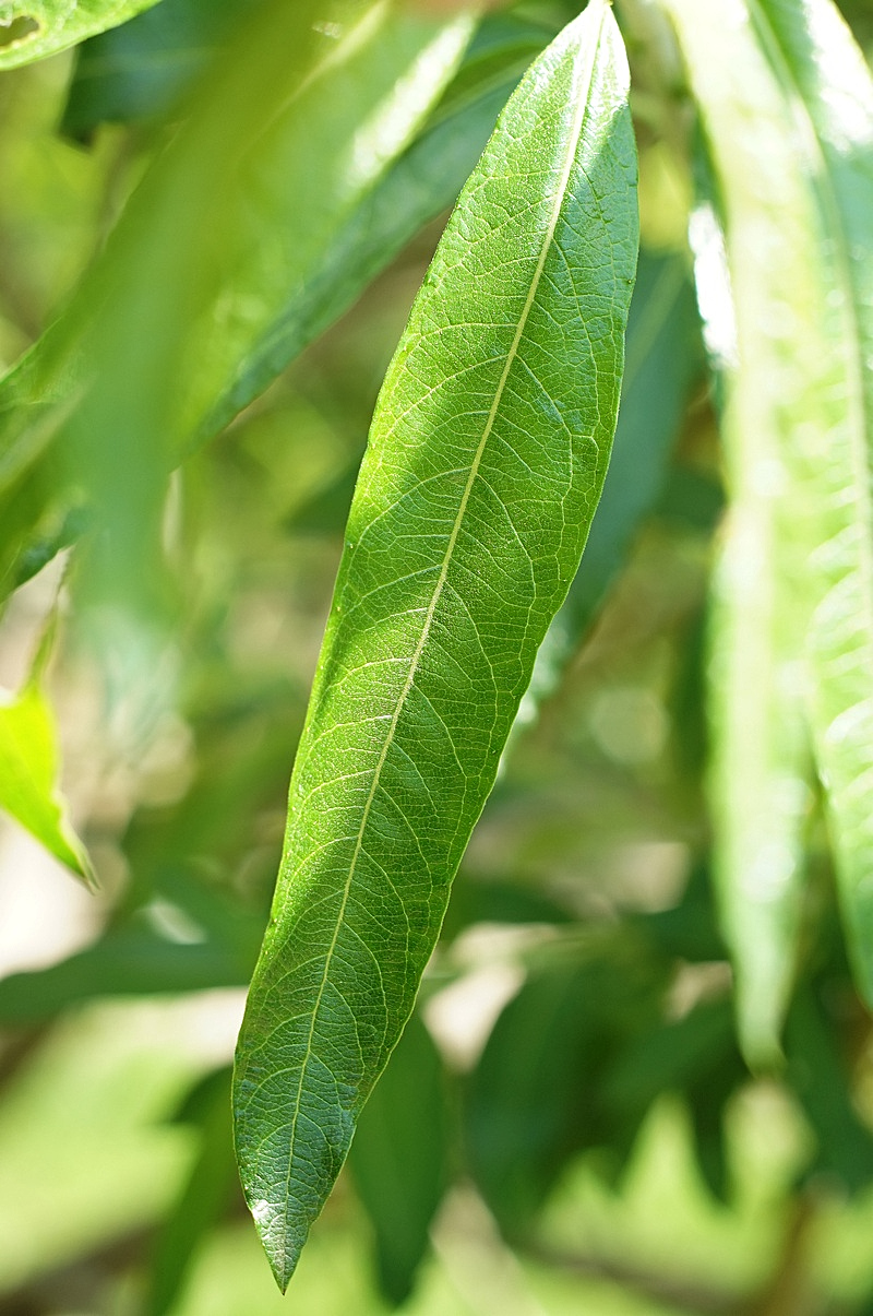 Image of Salix gmelinii specimen.