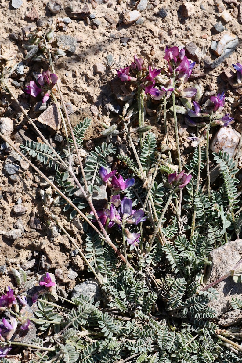 Изображение особи Astragalus kuschakewiczii.