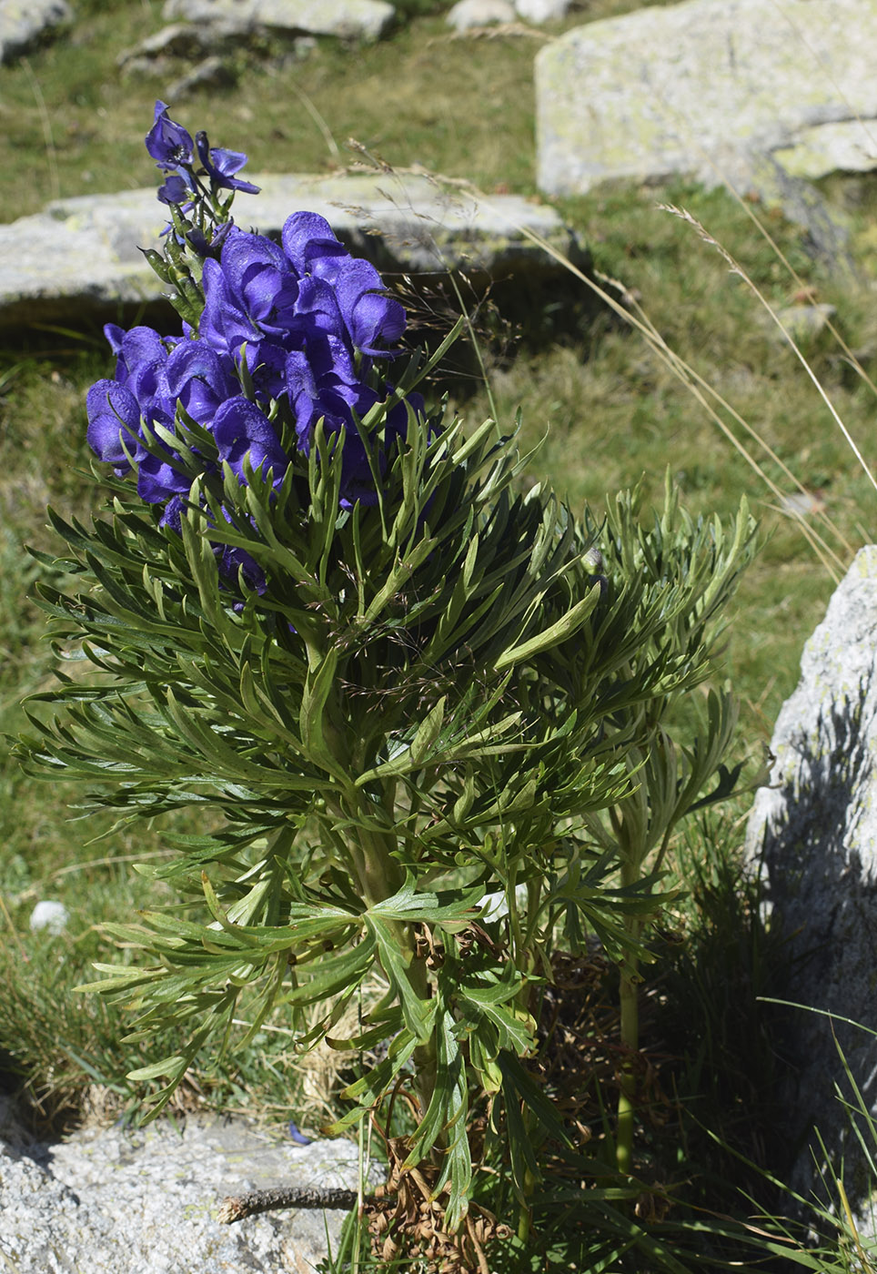 Изображение особи Aconitum napellus ssp. vulgare.