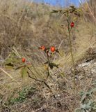 Rosa pygmaea. Стволики с плодами. Украина, г. Луганск, балка Калмыцкий яр, склон юго-восточной эксп., ложбина стока. 18.09.2020.