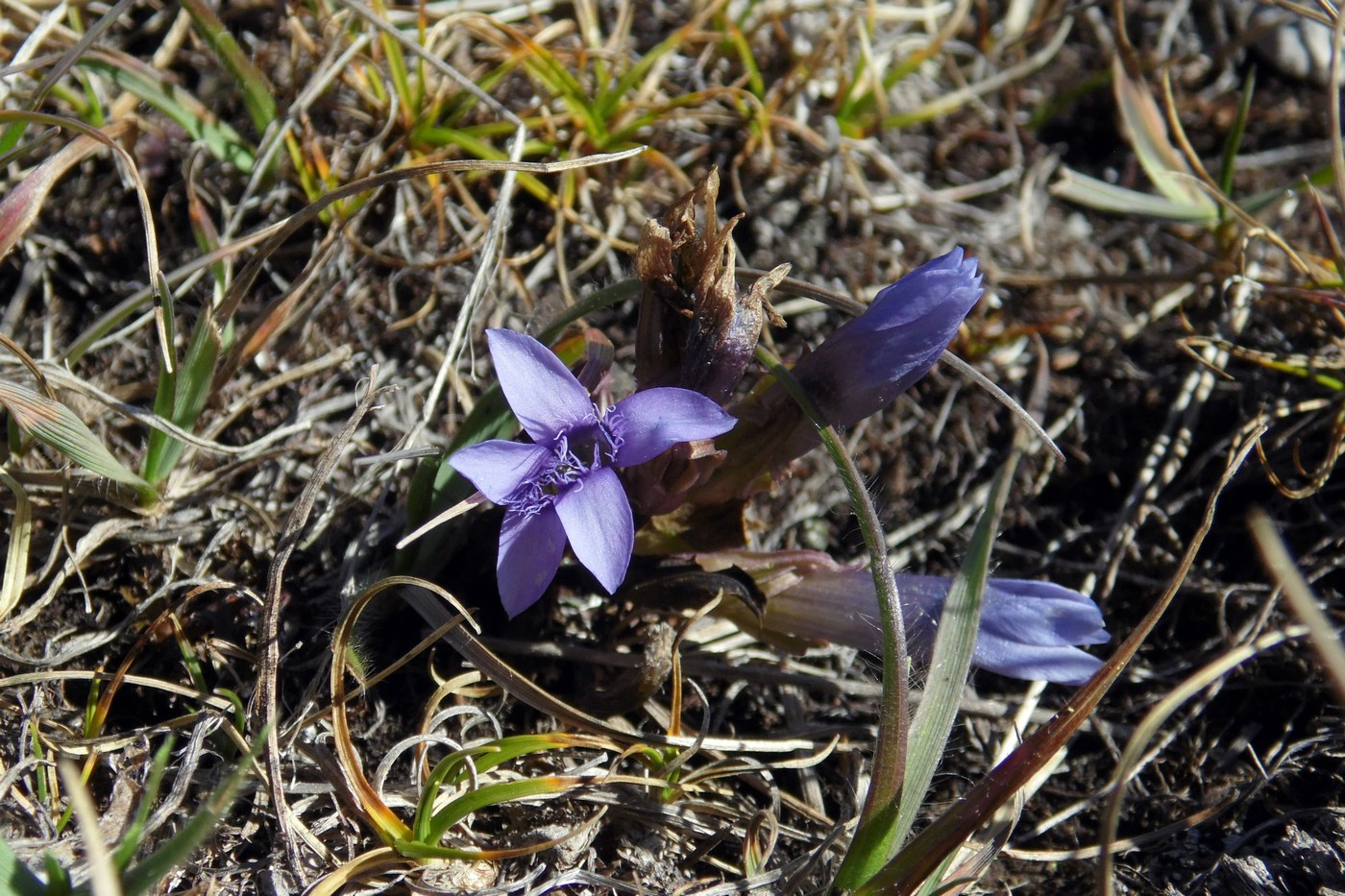 Image of Gentianella biebersteinii specimen.