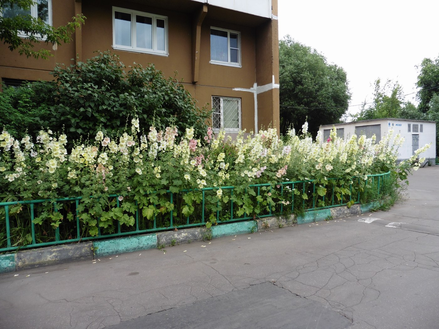 Image of Alcea rosea specimen.