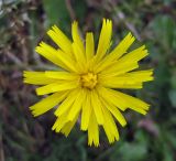 Hypochaeris radicata. Соцветие. Украина, Волынская обл., Ратновский р-н, юго-западные окрестности с. Окачево, левый берег р. Припять, луг. 29 июля 2010 г.