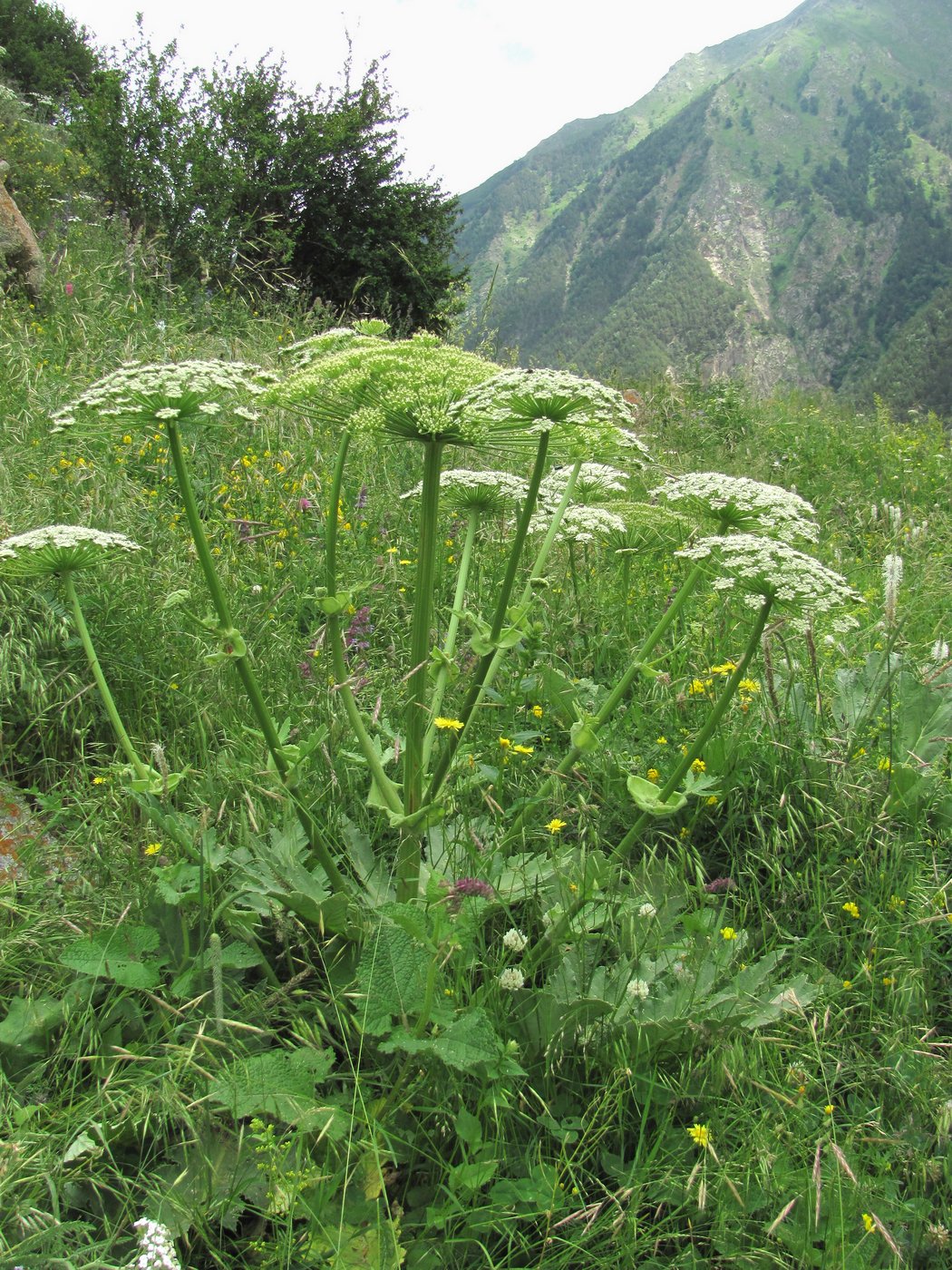 Image of Heracleum leskovii specimen.