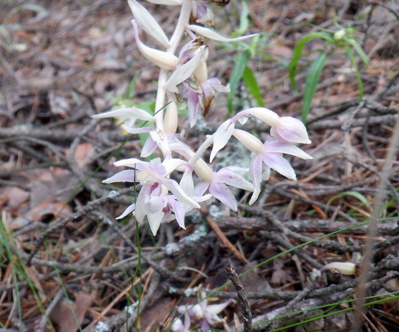 Изображение особи Epipactis helleborine.