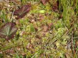 Drosera rotundifolia. Вегетирующие растение. Иркутская обл., Слюдянский р-н, окр. мыса Шаманский, сфагновое болото с низкорослыми кустарниками. 24.08.2020.