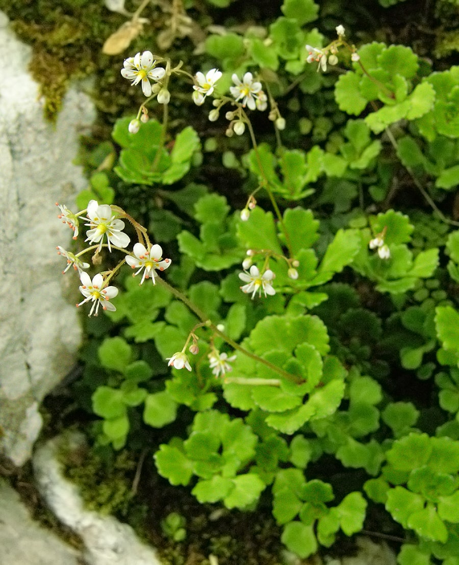 Изображение особи Saxifraga cuneifolia.