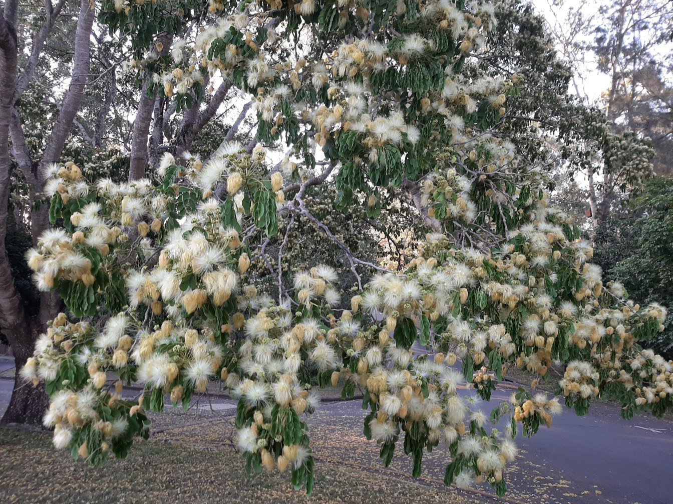 Image of Albizia lebbeck specimen.