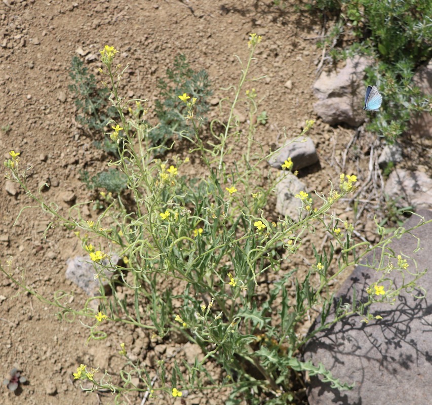 Image of genus Sisymbrium specimen.