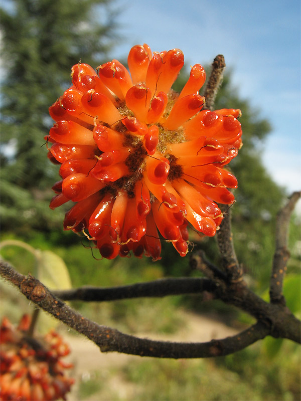 Image of Broussonetia papyrifera specimen.