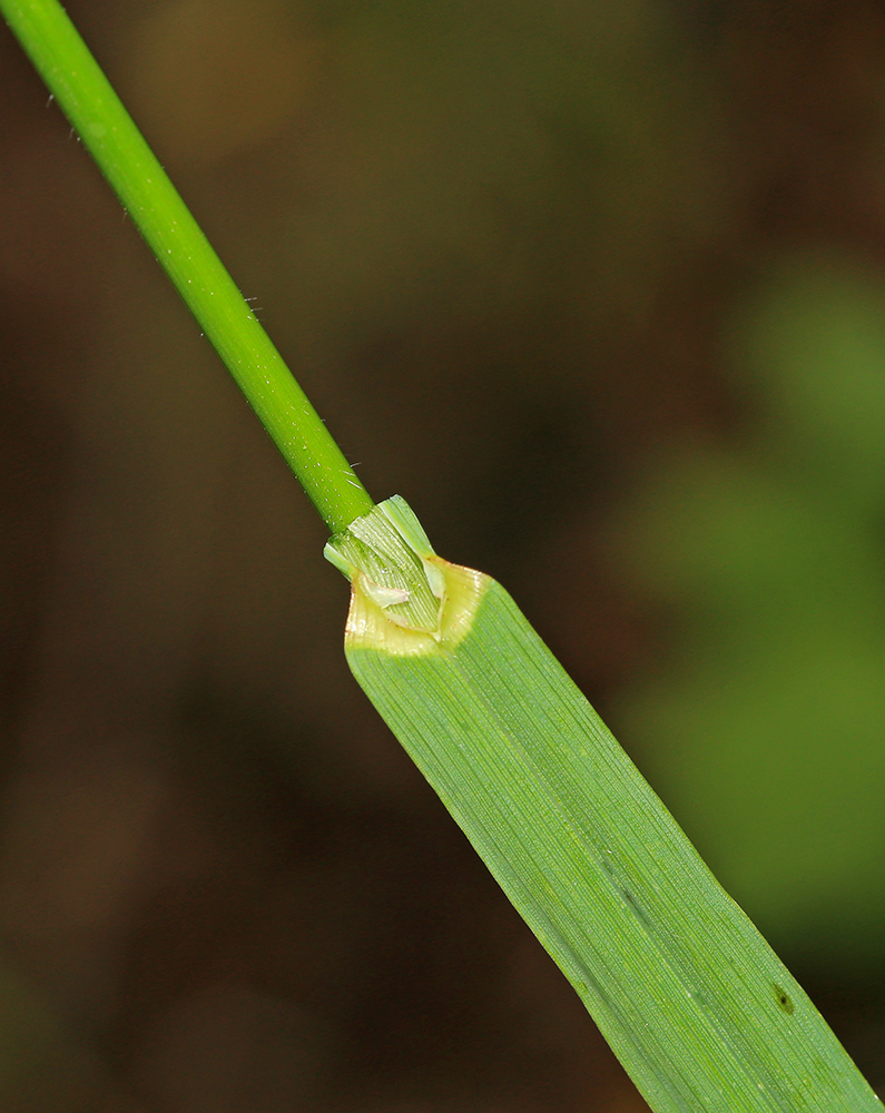 Image of Bromopsis pumpelliana ssp. flexuosa specimen.