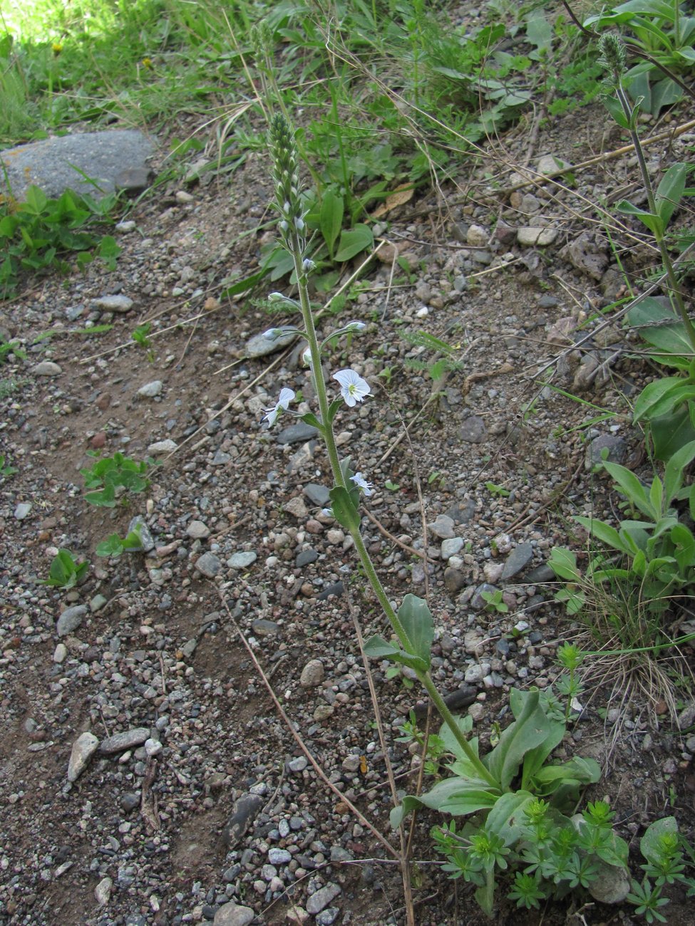 Image of Veronica gentianoides specimen.