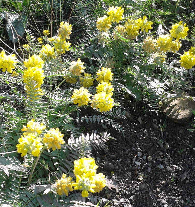 Изображение особи Astragalus regelii.