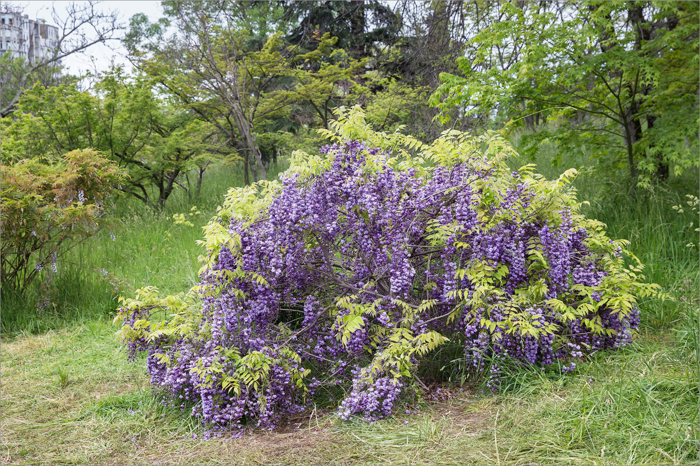 Image of Wisteria sinensis specimen.