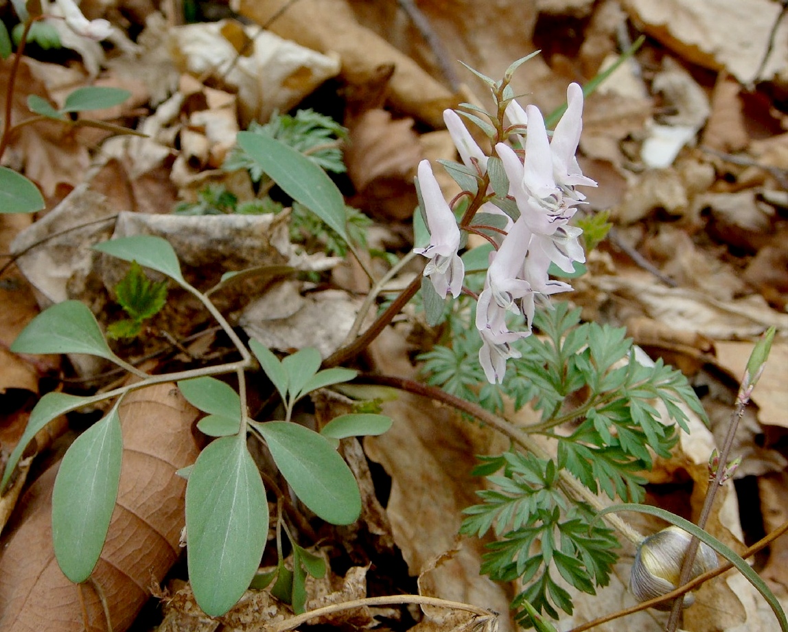 Image of Corydalis repens specimen.