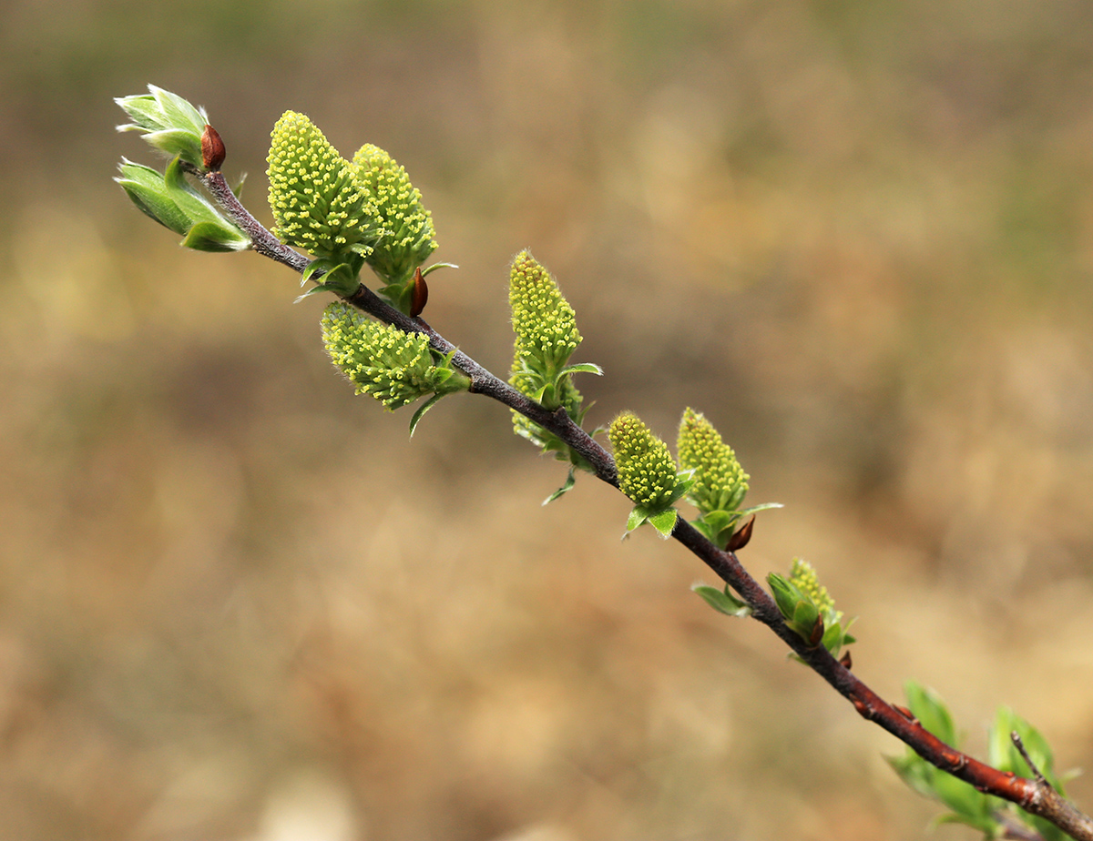 Изображение особи Salix bebbiana.