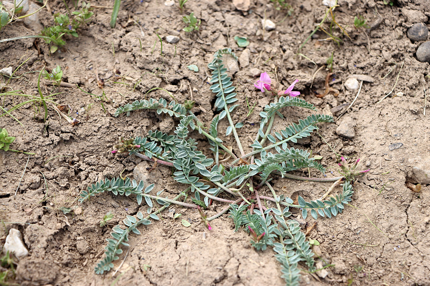 Изображение особи Oxytropis lasiocarpa.