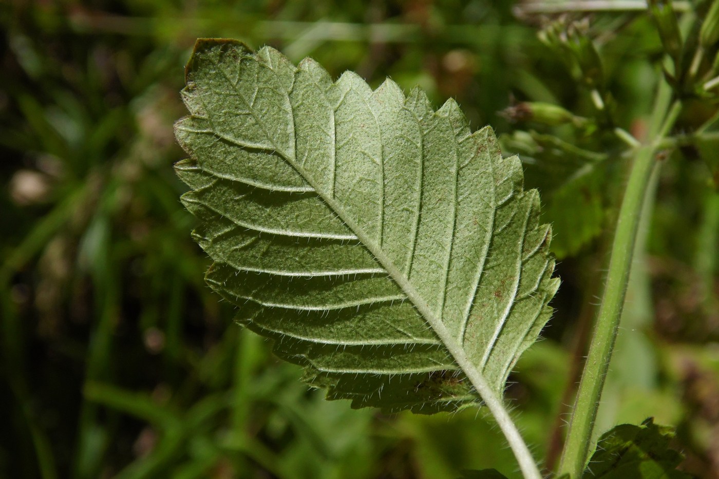 Image of Drymosiphon grandiflorus specimen.