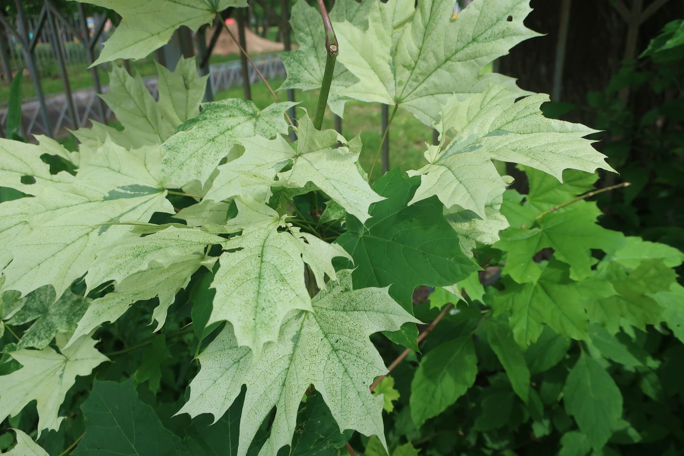 Image of Acer platanoides specimen.