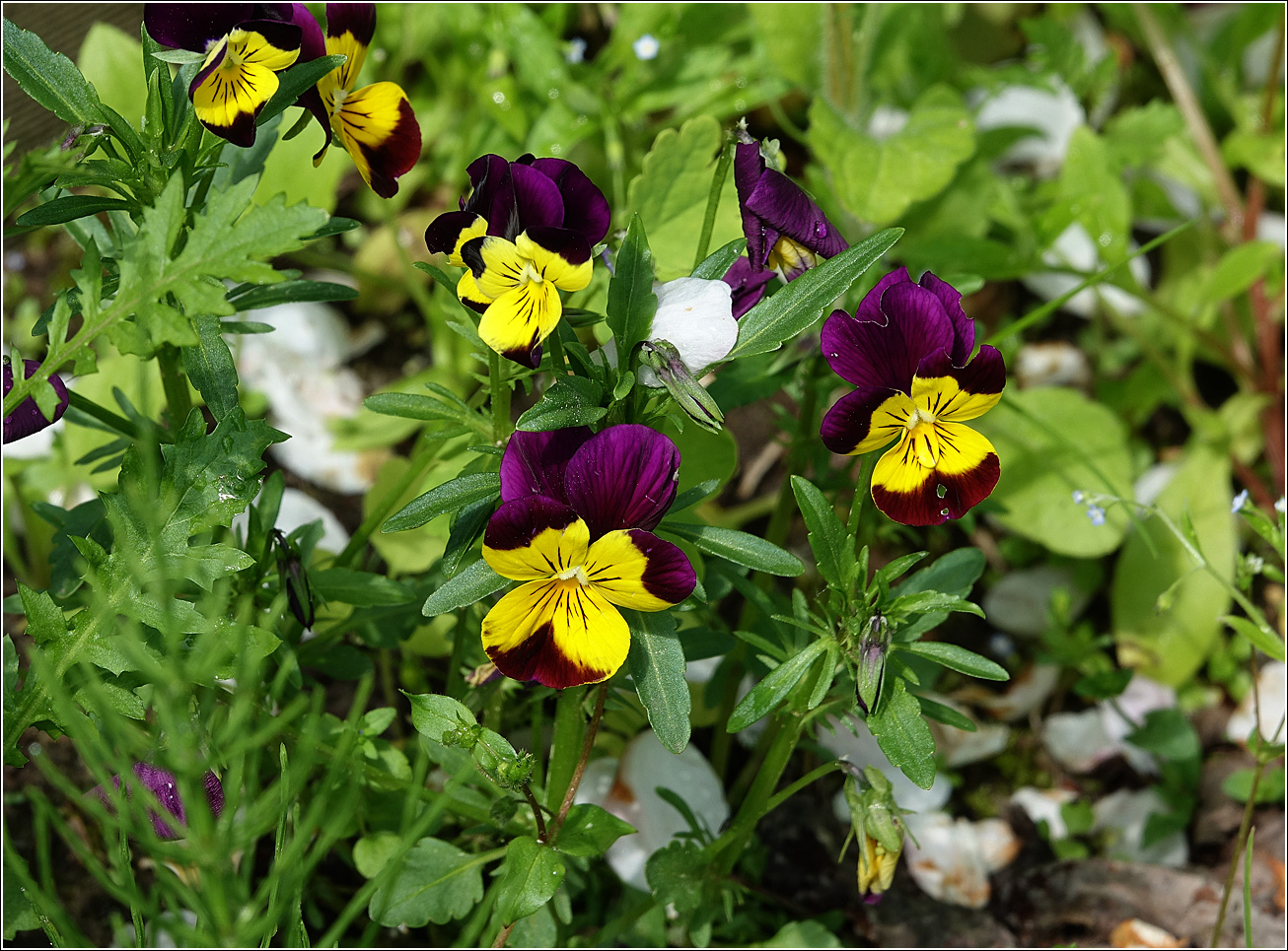 Image of Viola wittrockiana specimen.