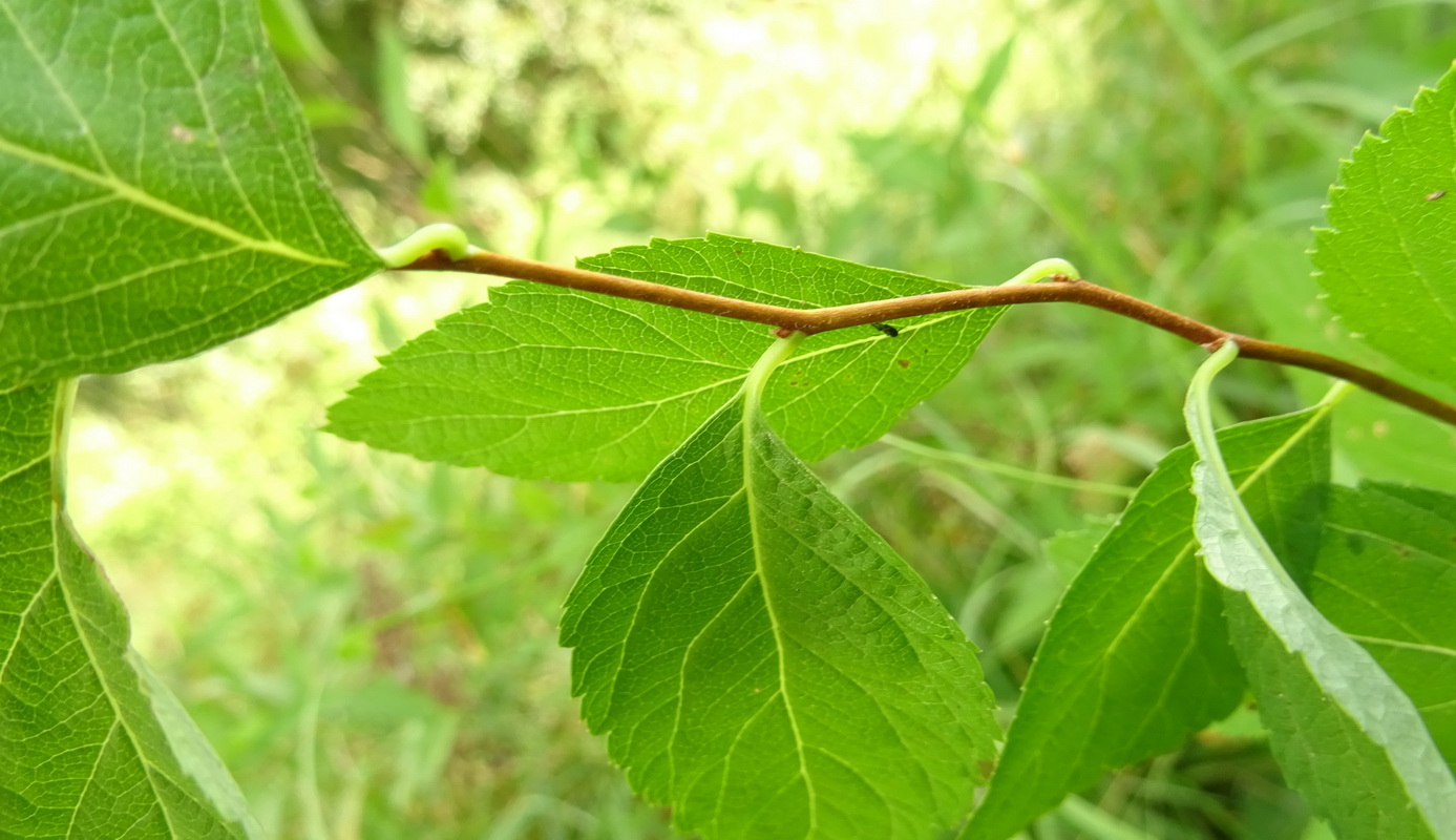 Image of Spiraea japonica specimen.