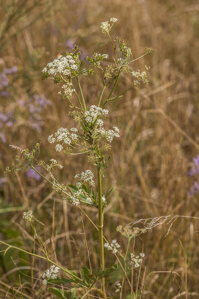 Image of Macroselinum latifolium specimen.