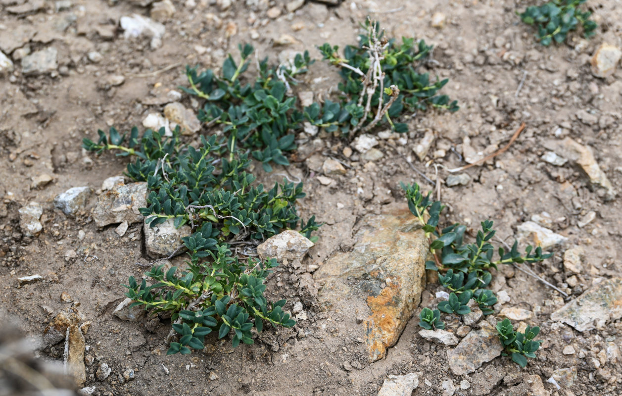 Image of Lonicera semenovii specimen.