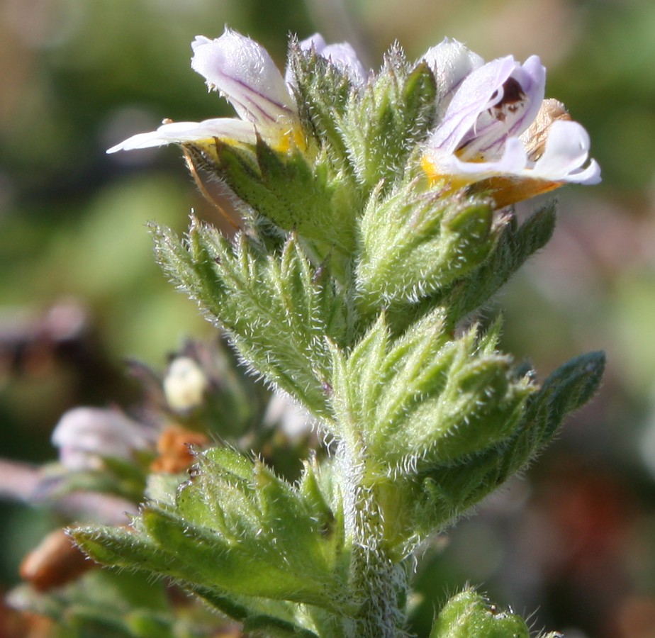 Image of Euphrasia frigida specimen.