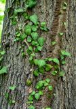 Hedera pastuchovii. Часть побега с молодыми листьями и придаточными корнями на стволе дерева. Дагестан, Магарамкентский р-н, Самурский лес, широколиственный лес. 05.05.2022.