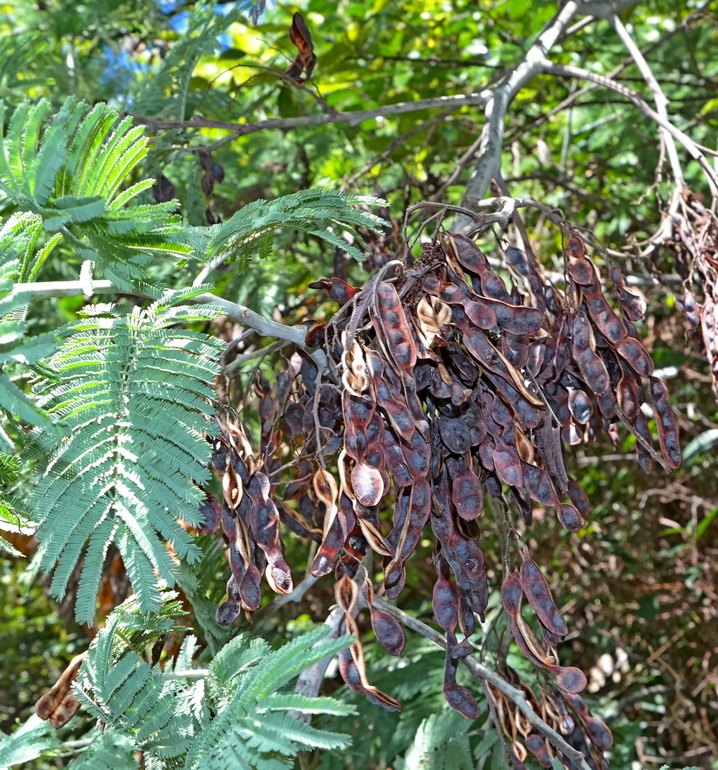 Image of Acacia dealbata specimen.