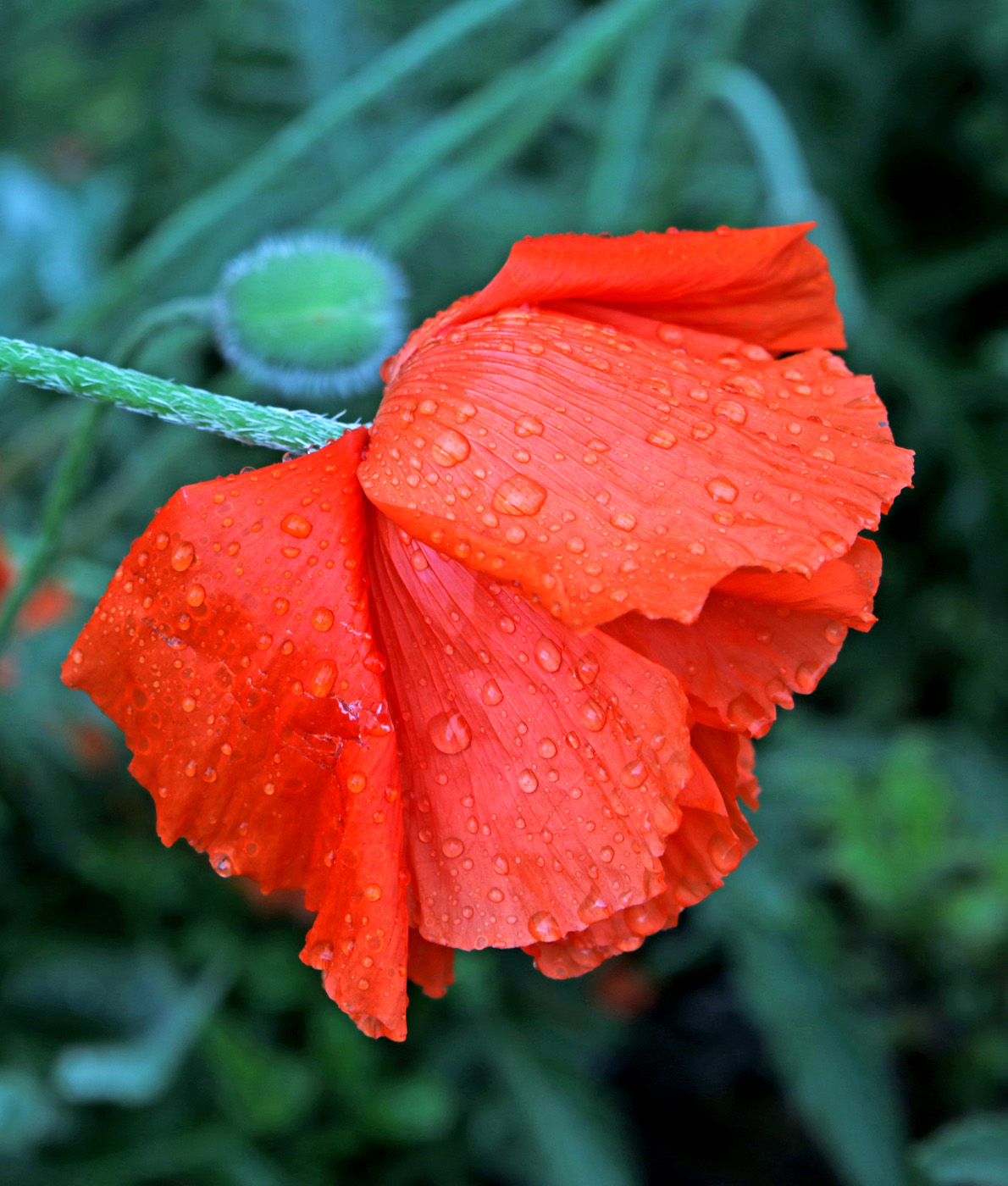 Изображение особи Papaver setiferum.