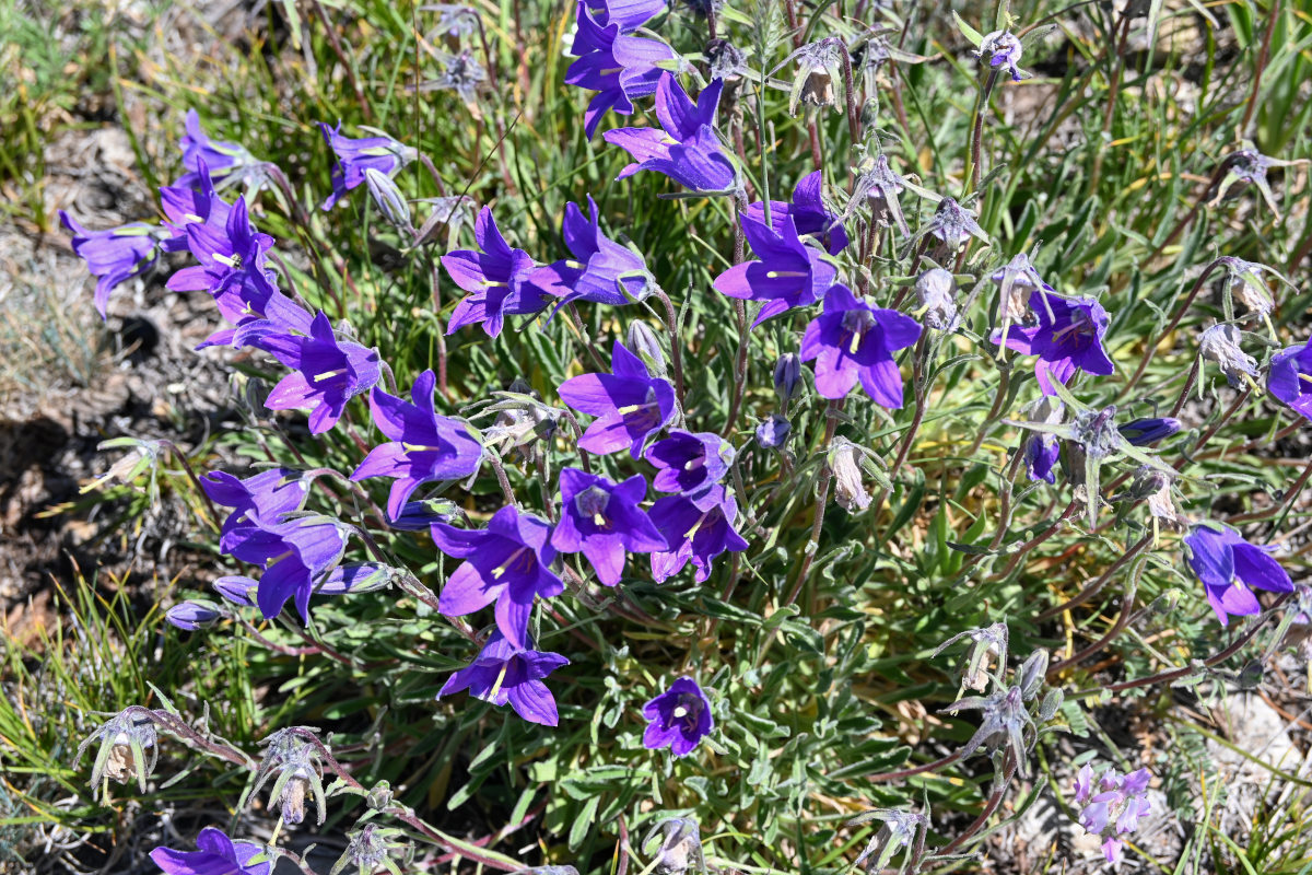 Image of Campanula aucheri specimen.