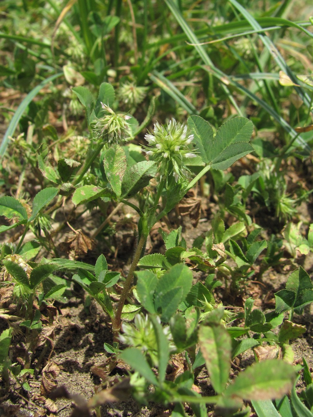 Image of Trifolium retusum specimen.