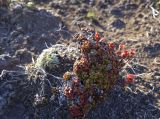 Diapensia obovata. Плодоносящие растения в сообществе с Oxytropis kamtschatica. Камчатский край, Елизовский р-н, природный парк \"Южно-Камчатский\", лавовое поле на стоянке у Горелого вулкана. 19.08.2022.