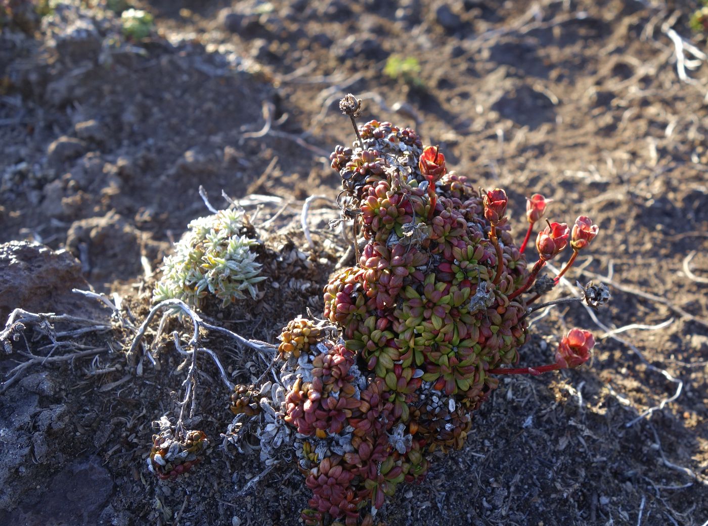 Image of Diapensia obovata specimen.