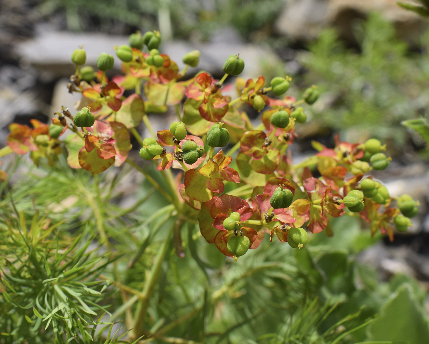 Изображение особи Euphorbia cyparissias.