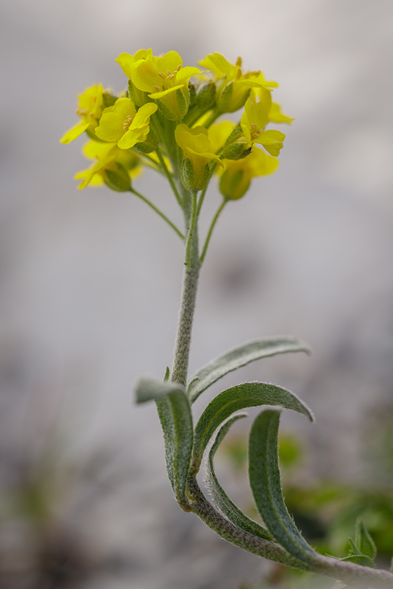 Image of Alyssum trichostachyum specimen.