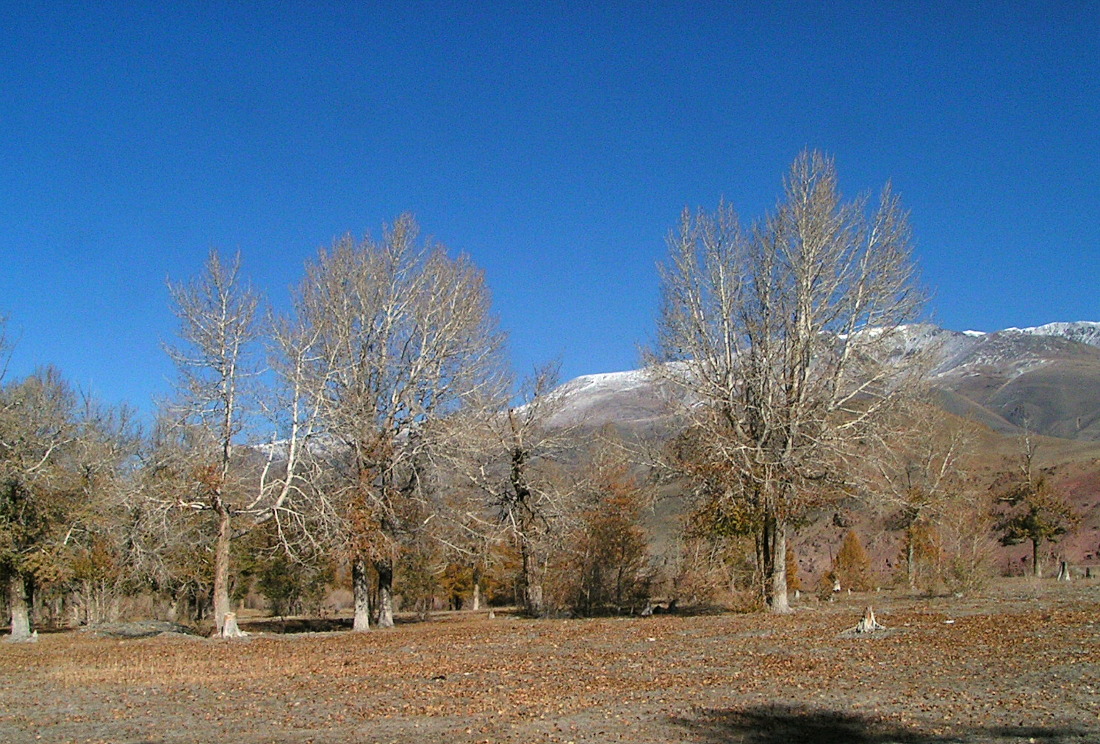 Изображение особи Populus laurifolia.